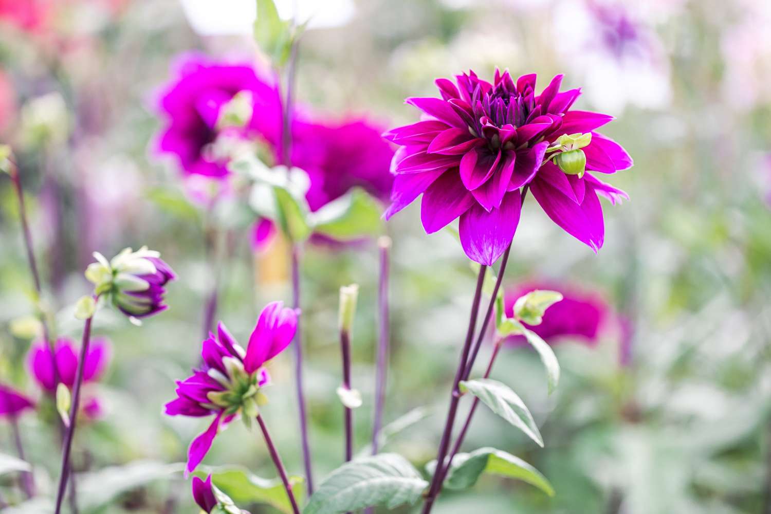 Dahlia 'Thomas A. Edison'